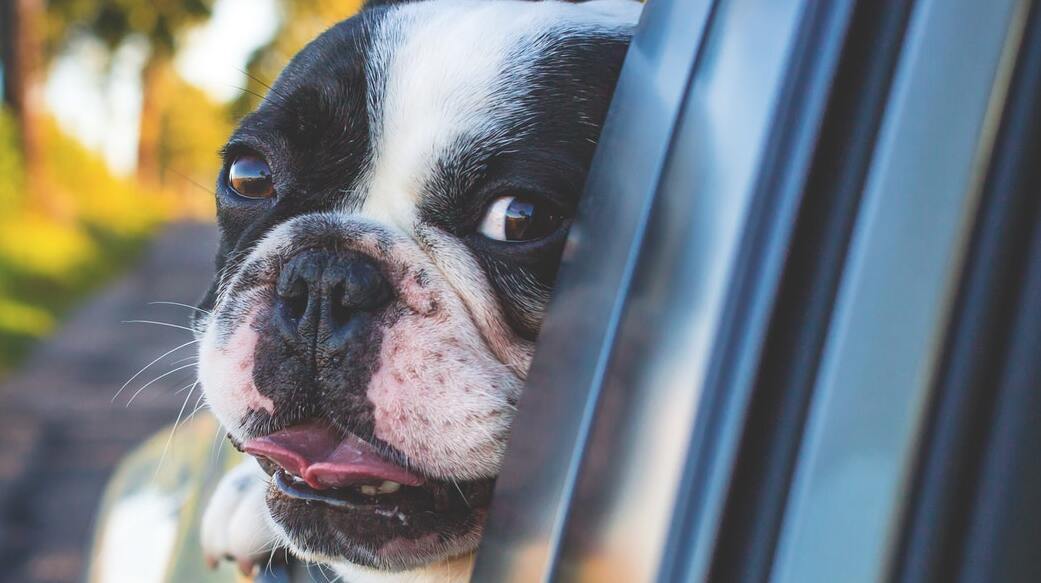 travel safely with pets
