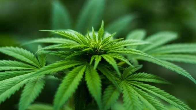 weed and driving research