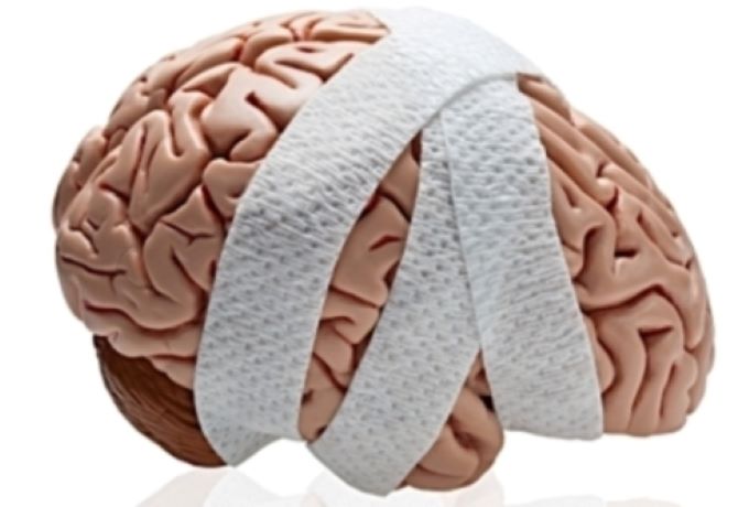 Brain