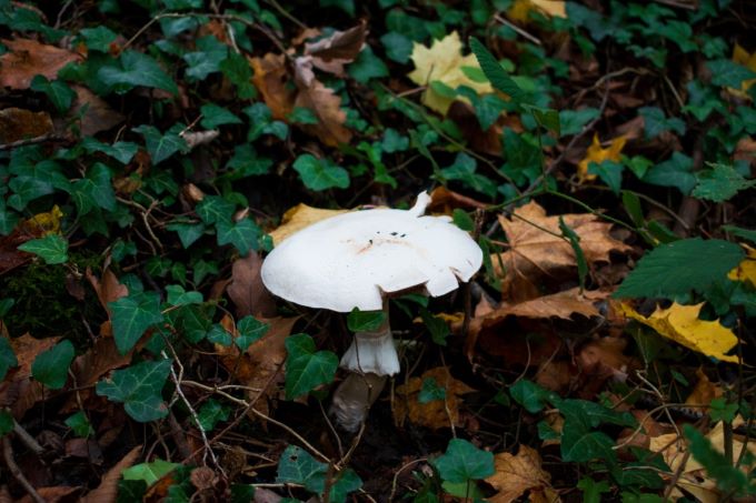 Mushroom