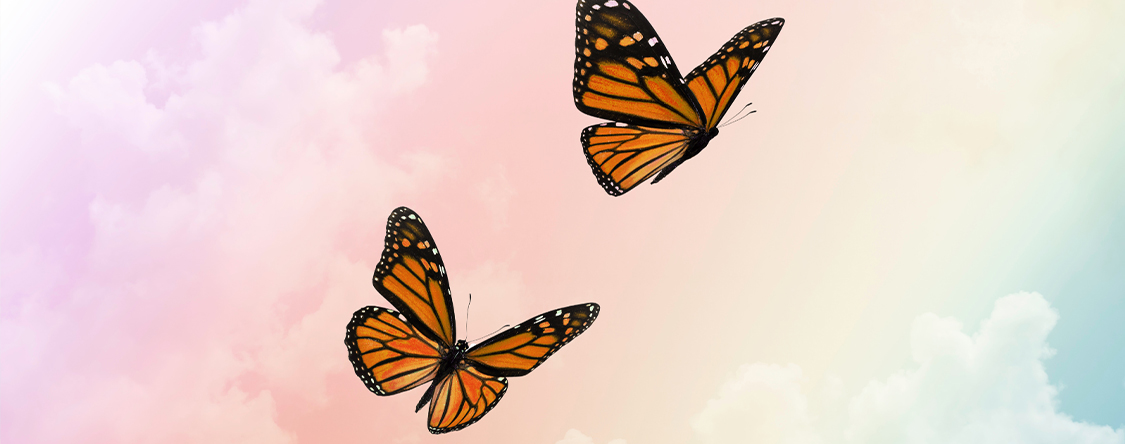 butterflies