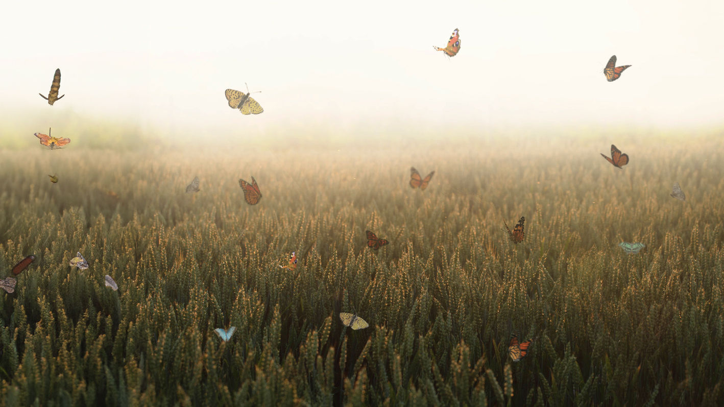 Butterflies