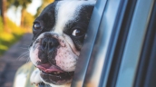 travel safely with pets