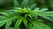 weed and driving research