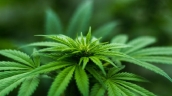 cannabis plant