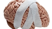 Brain
