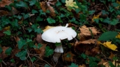 Mushroom