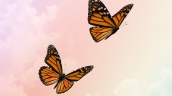 butterflies