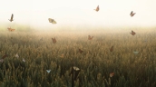 Butterflies