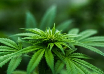 cannabis plant