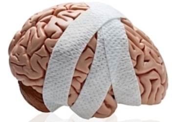 Brain