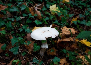Mushroom