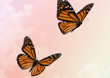 butterflies